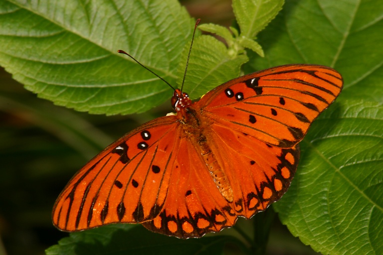 Gulf Fritillary1 Van Saun Park